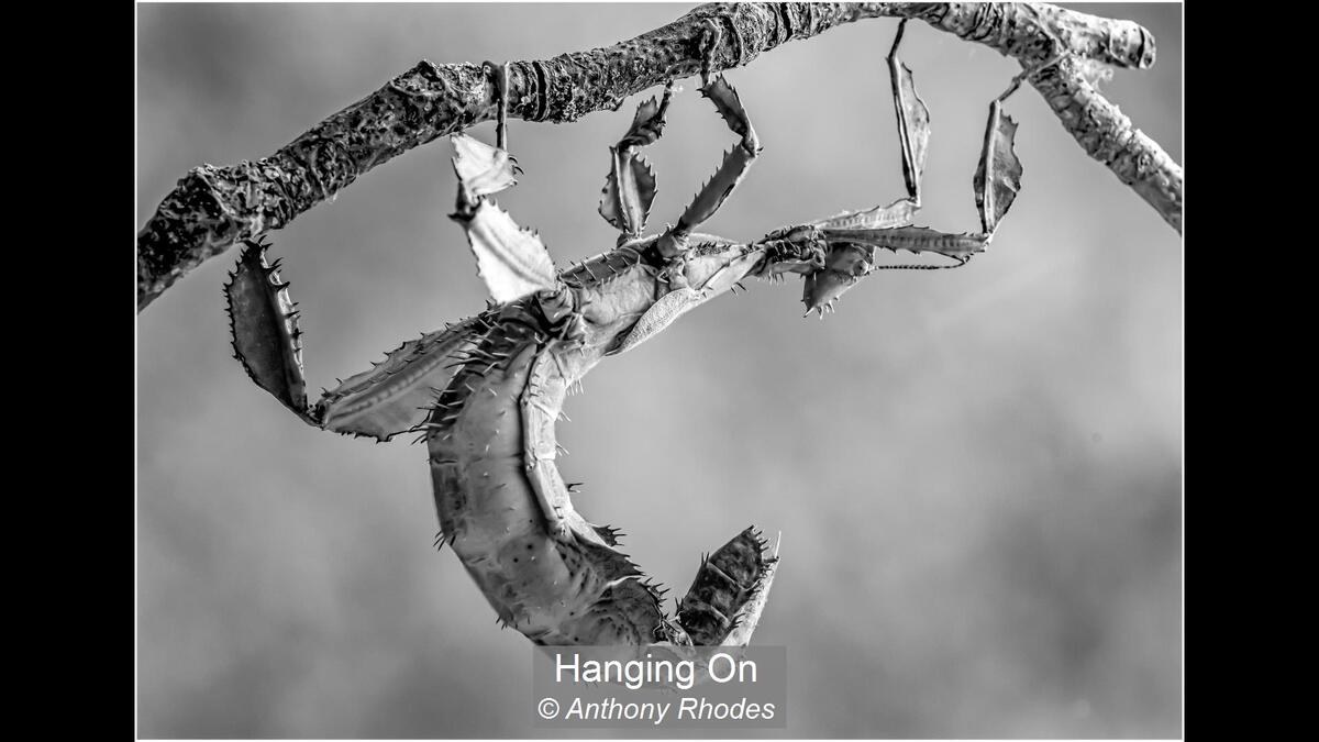 Hanging On